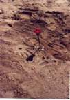 Eine Sandrose